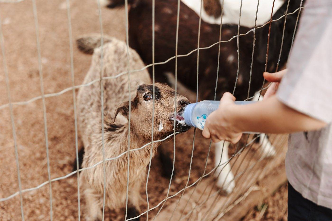 Cabrito bebendo na mamadeira pela cerca