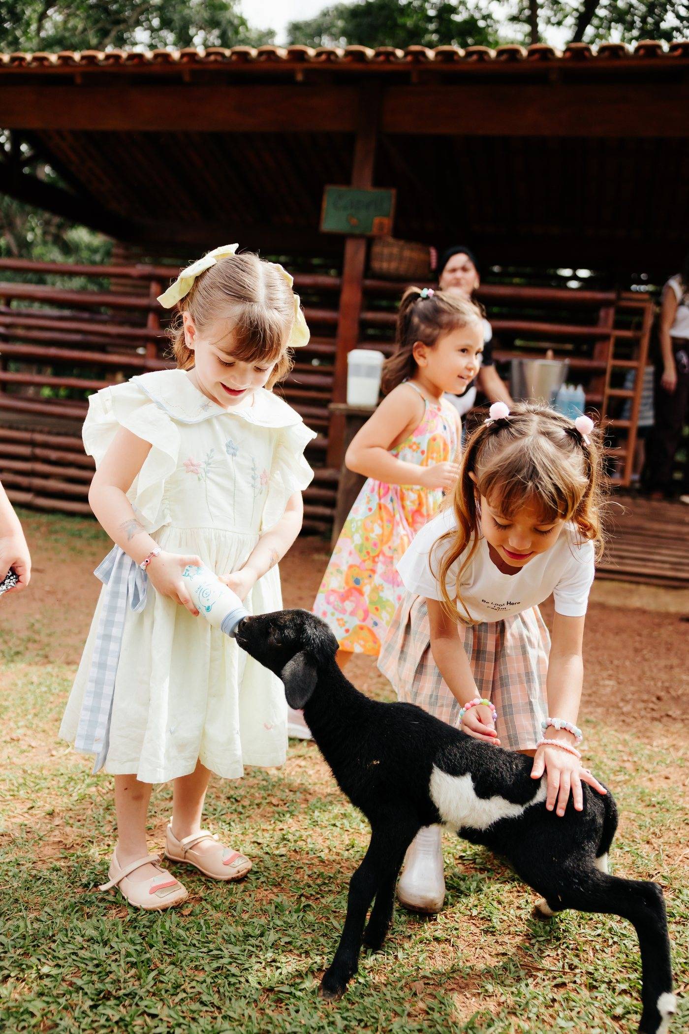 Três meninas dando mamadeira para o cabrito