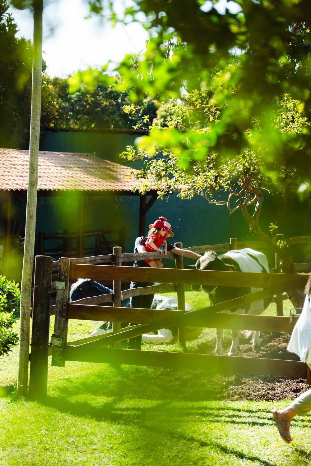 Crianca e a vaca na porteira